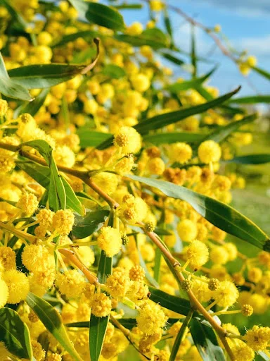 Acacia Acuminata